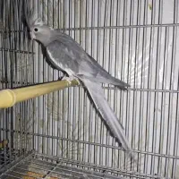 عروس ماده وایت فیس|پرنده|محمدیه-قزوین, |دیوار