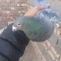 کبوتر مگس و مینا