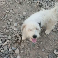 ...|سگ|سیمین شهر, |دیوار