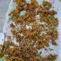 کشمش درجه