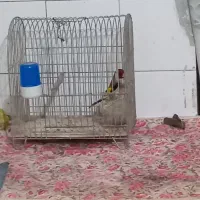 لطفا توضیحات بخونید