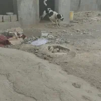 سگ نگهبان درجه یک