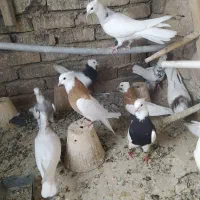 طوقی|پرنده|اصفهان, ناصرخسرو|دیوار