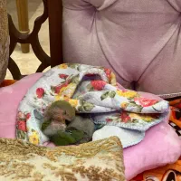 طوطی برزیلی|پرنده|تهران, ایوانک|دیوار