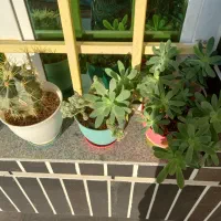 گلهای  خانگی|گل و گیاه طبیعی|نیشابور, بزرگمهر|دیوار