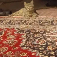 گربه|گربه|اصفهان, مصلی|دیوار