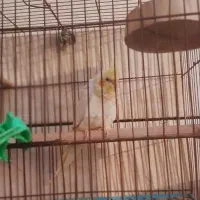 گمشده ازادگان