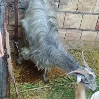 بز فروشی یه نر دوتا ماده