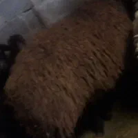 گوسفند نر|حیوانات مزرعه|هیر, |دیوار