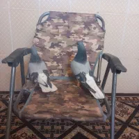 کبوتر شهری خوش قیمت|پرنده|کوهمره, |دیوار