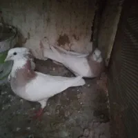 سار سبز زرد ... و یک جفت طوقی