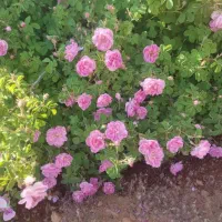 نهال گل محمدی سالم در گلدان پلاستیکی|گل و گیاه طبیعی|شیراز, رکنآباد|دیوار