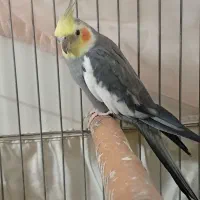 عروس هلندی. جفت|پرنده|رباطکریم, رباطکریم|دیوار