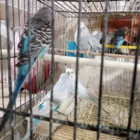 مرغ عشق بالغ نر