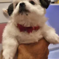 واگذاری سگ نژاد شیتزو پیکینیز ۳ماهه پسر (فروشی)