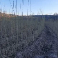 نهال صنبر یک ساله باریشه قوی