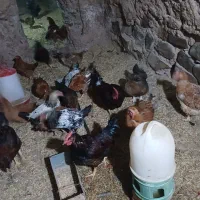 خروس|حیوانات مزرعه|ابهر, |دیوار