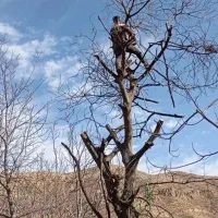 هرس درخت