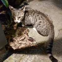 واگذاری گربه ۵ ماهه DSH