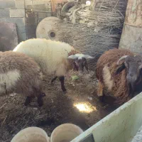 ۳عدد بره پرگوشت درجه یک|حیوانات مزرعه|اهواز, کیانشهر|دیوار