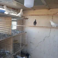 کبوتر|پرنده|یزد, |دیوار