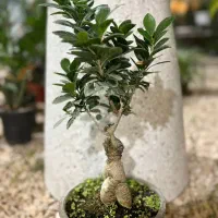 گلخانه شهر سبز