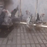 گلین|حیوانات مزرعه|کرمانشاه, |دیوار