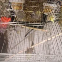 معاوض با کفتر زاغ دم سفید یا چادوری و