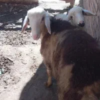 فروشی ب|حیوانات مزرعه|کمره, |دیوار