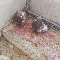 کبوتر|پرنده|سمیرم, |دیوار