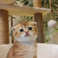 اسکاتیش گلد دختر و پسر