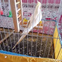 عروس هلندی|پرنده|فسا, |دیوار