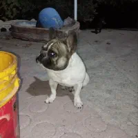 فرنج وارداتی|سگ|سبزوار, پاسداران|دیوار