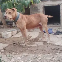 سگ پیتبول ماده