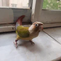 گرینچیک