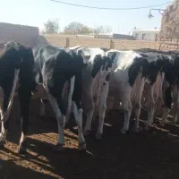 گاو ابستن سنگین|حیوانات مزرعه|بشاریات, |دیوار