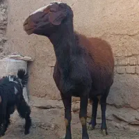 قوچ|حیوانات مزرعه|بروجرد, |دیوار