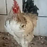 12خروس جوان باهم یکجا به مبلغ ده ملیون