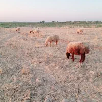 گوسفند برای فروش|حیوانات مزرعه|اهواز, الهائی|دیوار