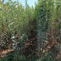 نهال های سایز قوی برای همکاران