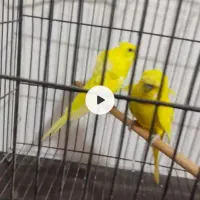 مرغ عشق پروانه ای