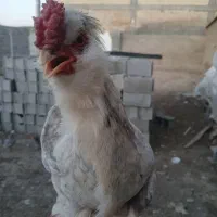 خروس ومرغ گلین|حیوانات مزرعه|لاران, |دیوار