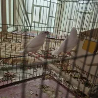 فنچ نرگسی جفت مولد