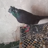 نر دم تریاکی