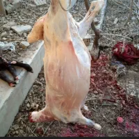 قصاب .ذبح گوسفند|خدمات پیشه و مهارت|ارومیه, |دیوار