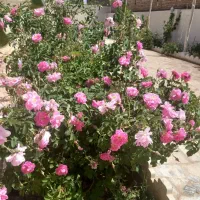 فروش خانه ویلاشیک