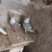 نروماده موشی الماسی طوق سفید