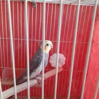 عروس هلندی نر سخنگو|پرنده|تربت‌حیدریه, ۴۵ متری|دیوار