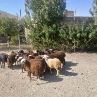 بره نر و ماده داشتی