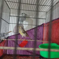 قناری|پرنده|قم, شهرک مهدیه (مدرس)|دیوار